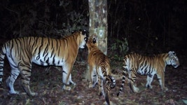 New population of rare tigers found in eastern Thailand - BBC News