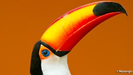 BBC Radio 4 - Tweet of the Day, Toco Tucan, Tweet of the Day: World Birds - November BBC Radio 4 - Tweet of the Day, Toco Tucan... 