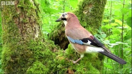 BBC Two - Springwatch, 2018, Highlights from our final day at Springwatch 2018