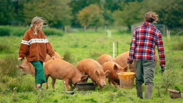 BBC iPlayer - The Farmers Country Showdown - Series 5: 2. Hexham The Farmers Country Showdown - Series 5: 2. Hexham