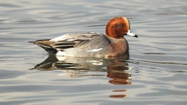 BBC Two - Winterwatch, Series 10, Episode 7