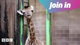 This baby giraffe needs a name - BBC Newsround This baby giraffe needs a name