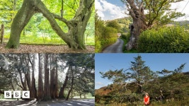 2018 Tree of the Year winners announced by Woodland Trust - BBC Newsround 2018 Tree of the Year winners announced by Woodland Trust