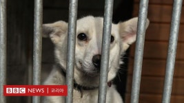 파양: 팬데믹 퍼피의 명암... 입양도 늘고, 유기동물도 늘었다 - BBC News 코리아