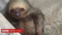 동물: 전깃줄에서 ‘위험한 휴식’ 하던 나무늘보 극적 구조 - BBC News 코리아