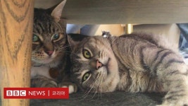 유기묘가 가득한 런던의 고양이 카페 - BBC News 코리아