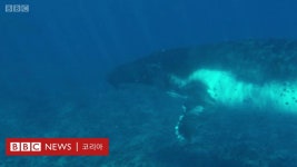 혹등고래: 매년 노래를 바꾸는 혹등고래 - BBC News 코리아