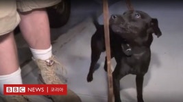 뉴욕: 쥐 소탕 나선 뉴욕 강아지들... 효과는? - BBC News 코리아