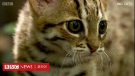 세계에서 가장 작은 고양이를 소개합니다 - Data saving version: BBC News 코리아 세계에서 가장 작은 고양이를 소개합니다 - BBC News... 