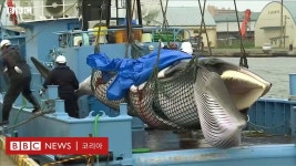 고래사냥: 국제적 비난에도 31년만에 상업포경 재개한 일본 - BBC News 코리아