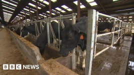 North Yorkshire cash cows turning muck into brass - BBC News Cash cows turning muck into brass