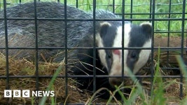 No further action over naming of badger cull farms