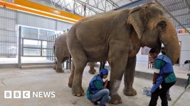 Indias first elephant hospital opens - BBC News Elephant hospital