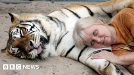 Does the US have a pet tiger problem?