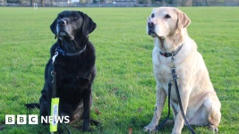 Coventry reunion for guide dog brothers Carlo and Chips - BBC News Coventry reunion for guide dog brothers Carlo and Chips