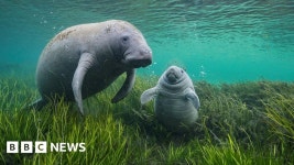 Birmingham hosts Wildlife Photographer of the Year exhibition