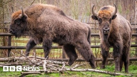 Wildwood: Herne Bay park sees arrival of two new bison bulls - BBC News Wildwood: Herne Bay park sees arrival of two new bison bulls