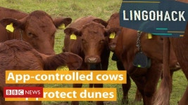 O colar que orienta vacas a proteger reserva natural - BBC News Brasil