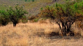 Human-induced fires sow the seeds of the future - BBC News Human-induced fires sow the seeds of the future
