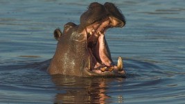 Hippo attack survivor Paul Templer on miraculous escape - BBC News I survived being swallowed by a hippo