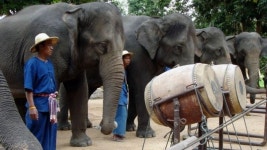 Thailands elephant orchestra - BBC News Thailands elephant orchestra