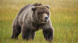Grizzly bear kills couple and their dog in Canada - BBC News Grizzly bear kills couple and their dog in Canada