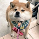 쿠쿠