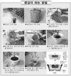 11월의 조경수 관리요령 - 산림경영지원