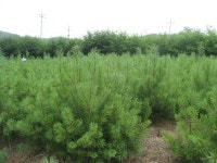 잣나무 판매합니다. - 산림경영지원