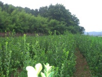 생울타리용 사철나무 저렴하게 판매합니다 - 산림경영지원