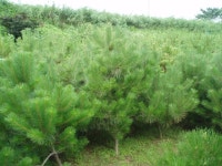 조선솔 7년생 팝니다. - 산림경영지원