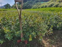 영산홍, 자산홍, 백철쭉, 상록철쭉(아까도) 팝니다.. - 산림경영지원