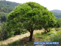 성목 대형 홍피 반송소나무, 조형소나무 - 산림경영지원