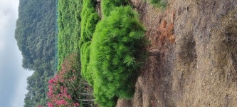 반송 판매합니다 - 산림경영지원