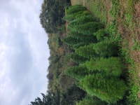 금송 판매합니다. (덕운농장) - 산림경영지원