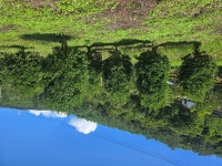 애기동백 H2.8* W1.5 판매합니다 - 산림경영지원