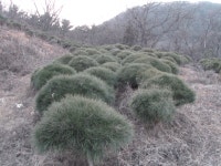 반송팝니다 - 산림경영지원
