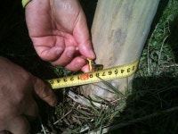 백일홍 10년생 1100주 헐값에 판매 합니다. - 산림경영지원