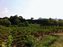 생산자 직거례로 반송/용송/주목을 싸게 팝니다~!! - 산림경영지원