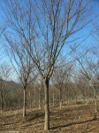 초특급 느티나무판매합니다 - 산림경영지원