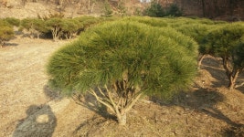 잘 가꾼 반송 아주 싸게 사가세요. - 산림경영지원