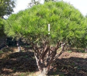 소나무 반송 수관 우산형 판매 합니다 - 산림경영지원