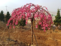 능수홍도화 판매합니다 - 산림경영지원