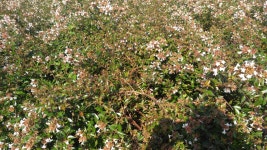 *** 철쭉류,관목류 생산자직거래 *** - 산림경영지원