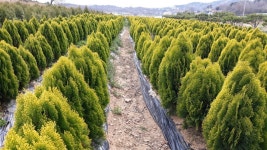 조경나무 판매 - 산림경영지원