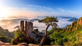 봉화군산림조합(1종) | - 산림조합중앙회