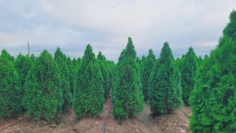 에메랄드그린/골드, 블루에로우/아이스 등 [토비원농장] - 산림경영지원