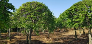 소사나무 판매합니다 - 산림경영지원