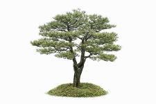 조경전문가가 추천하는 소나무 포인트목 팝니다. - 산림경영지원