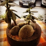 화가 (Flower Gallery) - 논현2동에서 꽃집일에서의 사진